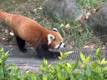恩賜上野動物園に投稿された画像（2024/10/27）