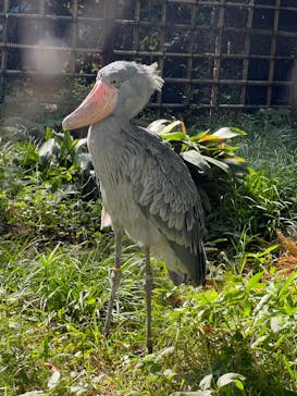 恩賜上野動物園に投稿された画像（2024/10/27）