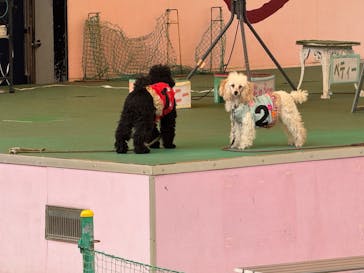 つくばわんわんランドに投稿された画像（2024/10/27）