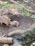 恩賜上野動物園に投稿された画像（2024/10/27）