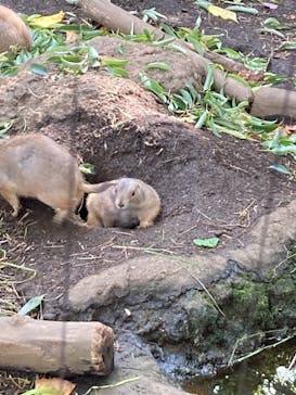 恩賜上野動物園に投稿された画像（2024/10/27）