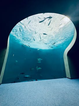 四国水族館に投稿された画像（2024/10/27）