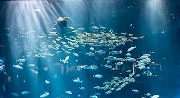 四国水族館に投稿された画像（2024/10/27）