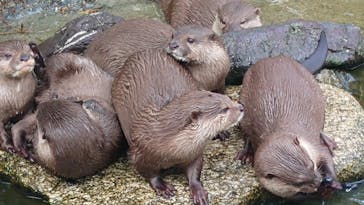 神戸どうぶつ王国に投稿された画像（2024/10/27）