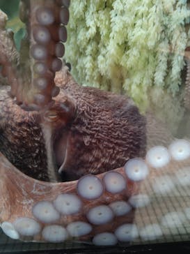 越前松島水族館に投稿された画像（2024/10/27）