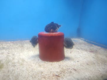 越前松島水族館に投稿された画像（2024/10/27）