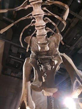 福井県立恐竜博物館に投稿された画像（2024/10/27）