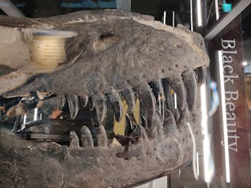 福井県立恐竜博物館に投稿された画像（2024/10/27）