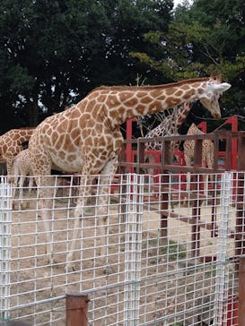 東武動物公園に投稿された画像（2024/10/27）