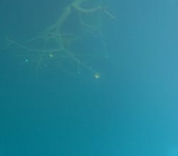 本栖湖アクティビティセンターに投稿された画像（2024/10/27）