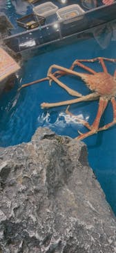 竹島水族館に投稿された画像（2024/10/27）