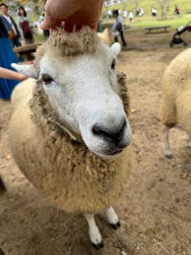 神戸市立六甲山牧場に投稿された画像（2024/10/27）