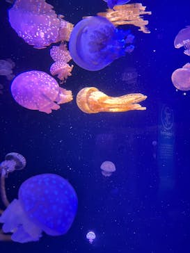 マリンワールド海の中道に投稿された画像（2024/10/27）