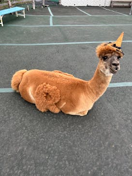 八ヶ岳アルパカ牧場に投稿された画像（2024/10/27）