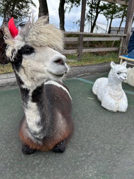 八ヶ岳アルパカ牧場に投稿された画像（2024/10/27）