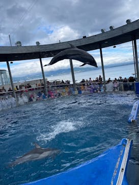 大分マリーンパレス水族館 「うみたまご」に投稿された画像（2024/10/27）