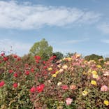 京成バラ園に投稿された画像（2024/10/28）