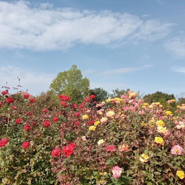 京成バラ園に投稿された画像（2024/10/27）