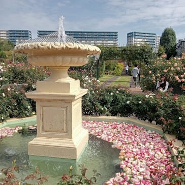 京成バラ園に投稿された画像（2024/10/27）