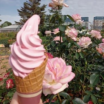 京成バラ園に投稿された画像（2024/10/27）