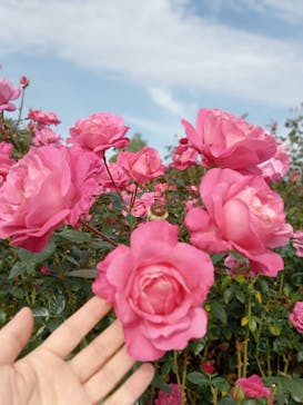 京成バラ園に投稿された画像（2024/10/27）