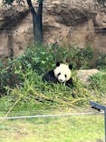 恩賜上野動物園に投稿された画像（2024/10/28）