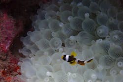 シュノーケリングピクニック(やったろうde高島)に投稿された画像（2024/10/28）