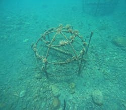 シュノーケリングピクニック(やったろうde高島)に投稿された画像（2024/10/28）