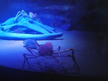 竹島水族館に投稿された画像（2024/10/28）