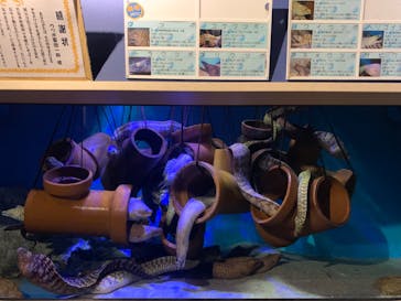 竹島水族館に投稿された画像（2024/10/28）