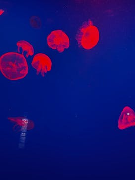 大分マリーンパレス水族館 「うみたまご」に投稿された画像（2024/10/28）