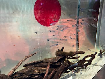 マクセル アクアパーク品川に投稿された画像（2024/10/28）