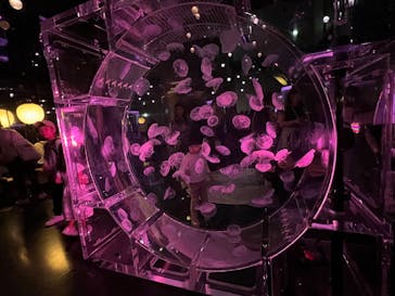 マクセル アクアパーク品川に投稿された画像（2024/10/28）