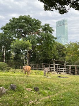天王寺動物園に投稿された画像（2024/10/28）