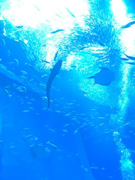 アクアワールド茨城県大洗水族館に投稿された画像（2024/10/28）