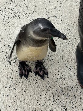 横浜・八景島シーパラダイスに投稿された画像（2024/10/28）