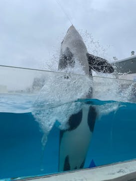 鴨川シーワールドに投稿された画像（2024/10/28）
