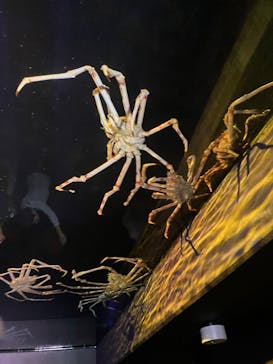 竹島水族館に投稿された画像（2024/10/28）