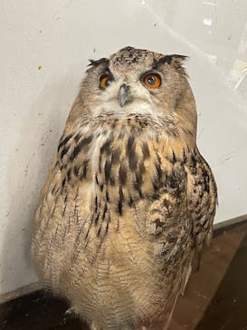 掛川花鳥園に投稿された画像（2024/10/28）