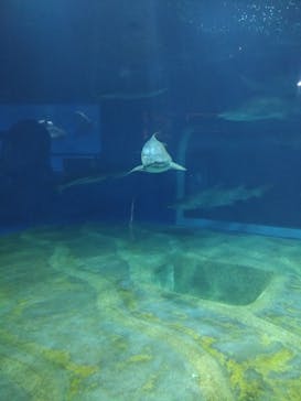 アクアワールド茨城県大洗水族館に投稿された画像（2024/10/28）