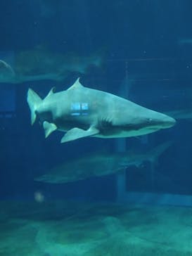 アクアワールド茨城県大洗水族館に投稿された画像（2024/10/28）