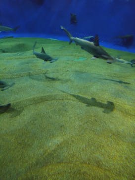 アクアワールド茨城県大洗水族館に投稿された画像（2024/10/28）