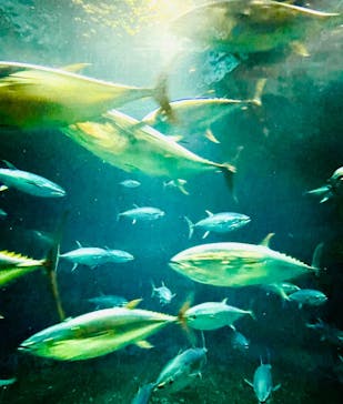 葛西臨海水族園に投稿された画像（2024/10/28）