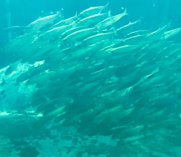 葛西臨海水族園に投稿された画像（2024/10/28）