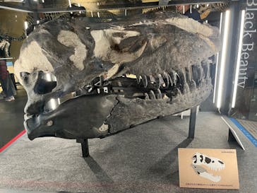 福井県立恐竜博物館に投稿された画像（2024/10/28）