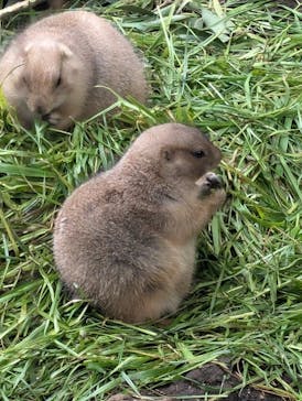 恩賜上野動物園に投稿された画像（2024/10/28）