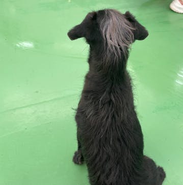 つくばわんわんランドに投稿された画像（2024/10/28）