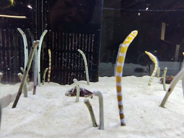 京都水族館に投稿された画像（2024/10/28）