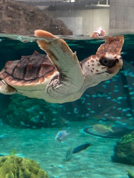 鴨川シーワールドに投稿された画像（2024/10/28）