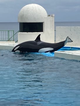 鴨川シーワールドに投稿された画像（2024/10/28）